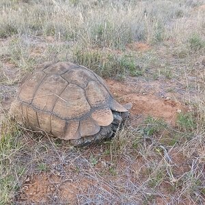 Mountain Tortoise Wildlife South Africa