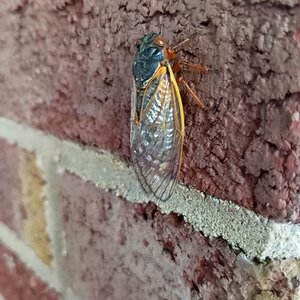 Cicadas Cincinnati Ohio