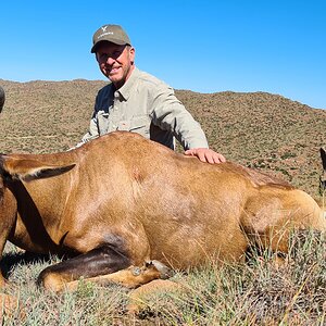 Red Hartebeest Hunt Karoo South Africa