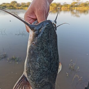 Catfish Fishing  South Africa