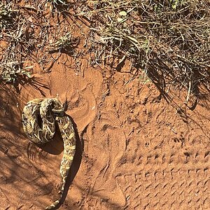 Puffadder Snake Zimbabwe