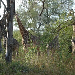 Giraffe Wildlife Zombabwe