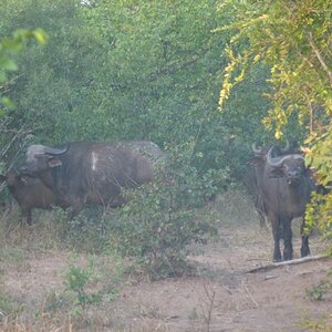 Buffalo Wildlife Zimbabwe