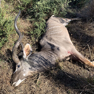 Hunting Old Kudu Bull South Africa