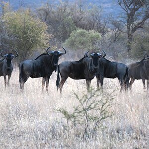 Blue Wildebeest Wildlife Africa