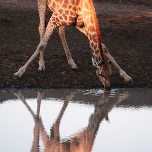 Giraffe Wildlife Africa
