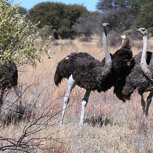 Ostrich Wildlife Africa