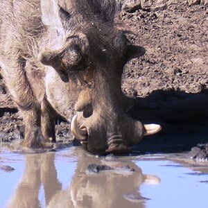 Warthog Wildlife Africa