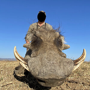 Warthog Hunting Zimbabwe