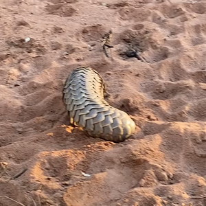 Pangolin in Namibia