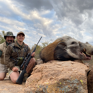 Bushpig South Africa Hunt