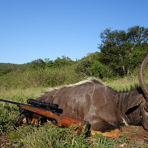 Nyala Hunt South Africa