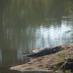 Crocodile Limpopo South Africa