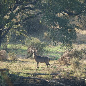 Waterbuck Limpopo South Africa