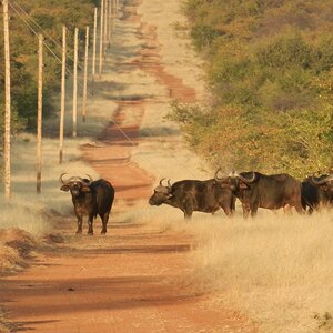 Buffalo Limpopo South Africa