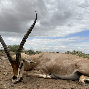 Thompsons Gazelle Hunt Tanzania