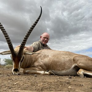 Thompsons Gazelle Hunt Tanzania