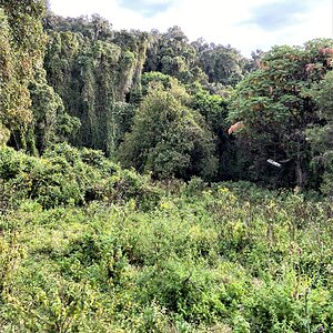 Tanzania Jungle