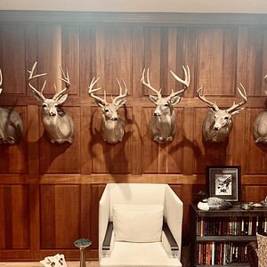 Whitetail Deer Shoulder Mounts Taxidermy