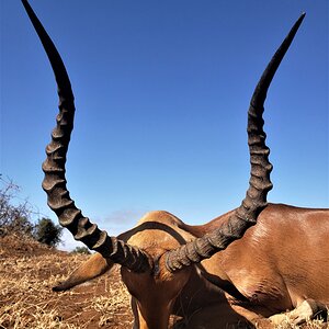 Impala Hunting Tanzania