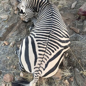 Zebra Hunt Khomas Highland Namibia