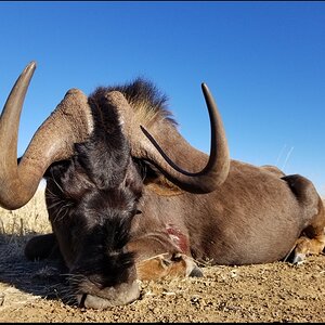 Black Wildebeest Hunt South Africa