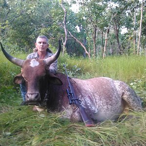Wild Bull Hunting Australia