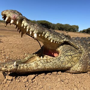 Hunting Crocodile South Africa