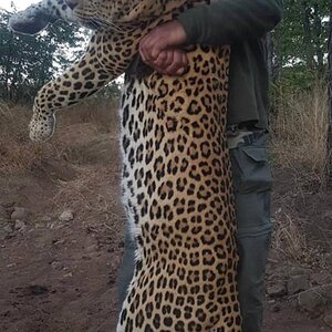 Leopard Hunt Bulawayo Zimbabwe