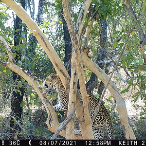 Leopard Trail Cam
