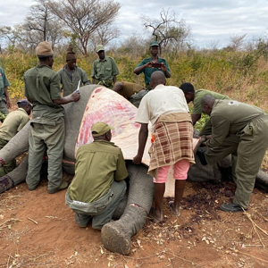 Elephant skinning and butchering Zimbabwe