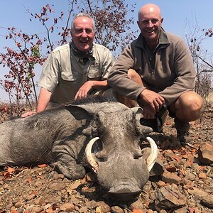 Warthog Hunting Matetsi Zimbabwe