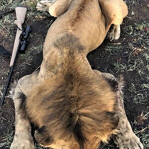 Lion Hunting Matetsi Zimbabwe