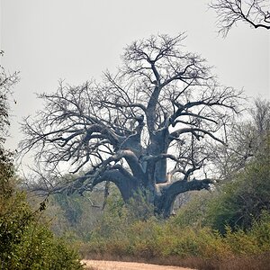 Baobab Tree Dande North Zimbabwe
