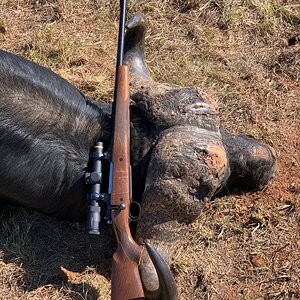 Cape Buffalo Bull Hunt South Africa