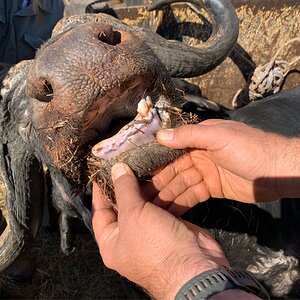 Cape Buffalo Bull Teeth South Africa