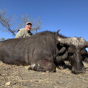 Cape Buffalo Cow Hunt South Africa