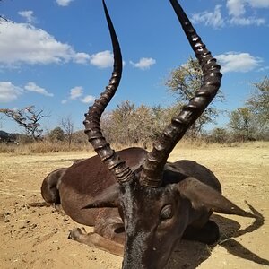 Black Impala Hunting