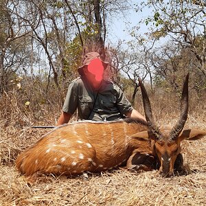 Bushbuck Hunt Zambia