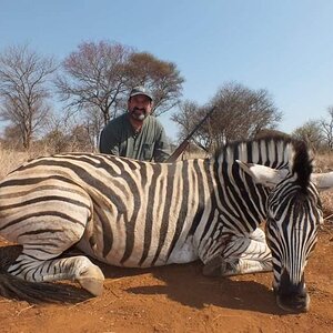 Burchell's Zebra Hunt South Africa