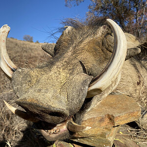 Warthog Hunt Kalahari South Africa