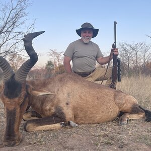 Red Hartebeesst Hunt South Africa