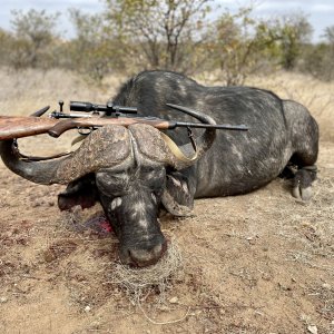 Buffalo North East South Africa
