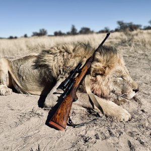 Lion Hunt North West Province South Africa