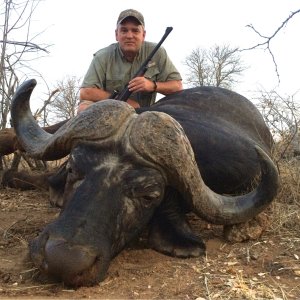 Buffalo Hunt Kruger Reserve South Africa