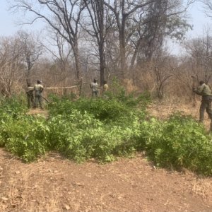 Building Hunting Blind Zimbabwe