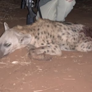 Hyena Hunt Zimbabwe