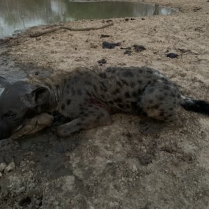 Hunting Hyena Zimbabwe