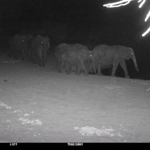 Elephant Trail Camera Zimbabwe