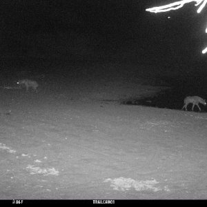 Spotted Hyena Trail Camera Zimbabwe
